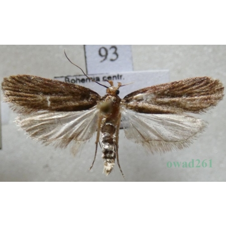 Depressaria albipunctella (Denis & Schiffermüller, 1775) Czech93
